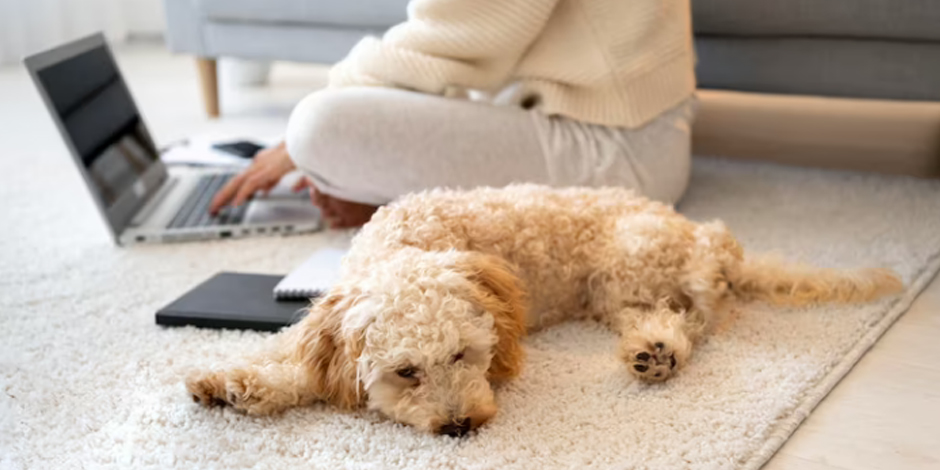 Carpet Cleaning Pet Stains Enid, OK